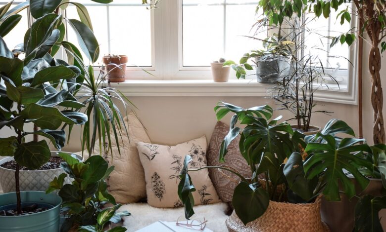 7 Tanaman Hias Feng Shui yang Dipercaya Bawa Hoki, Cocok untuk Rumah