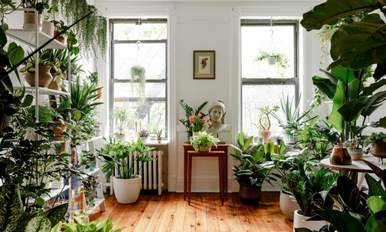 5 Tanaman Indoor Pembawa Hoki yang Bikin Rumah Lebih Sejuk dan Penuh Makna