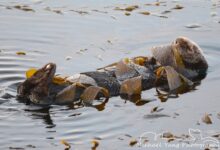 Kelp Bukan Sekadar Pegangan, Cara Berang-Berang Laut Bertahan dari Arus dan Predator