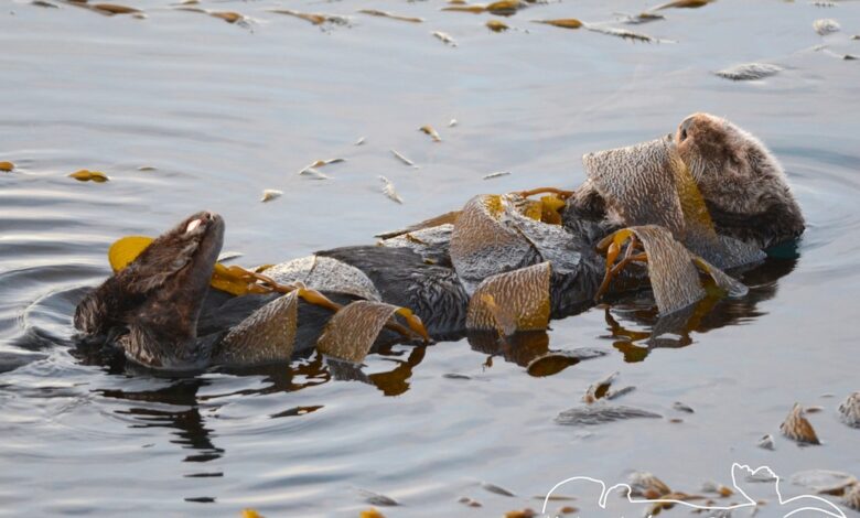 Kelp Bukan Sekadar Pegangan, Cara Berang-Berang Laut Bertahan dari Arus dan Predator