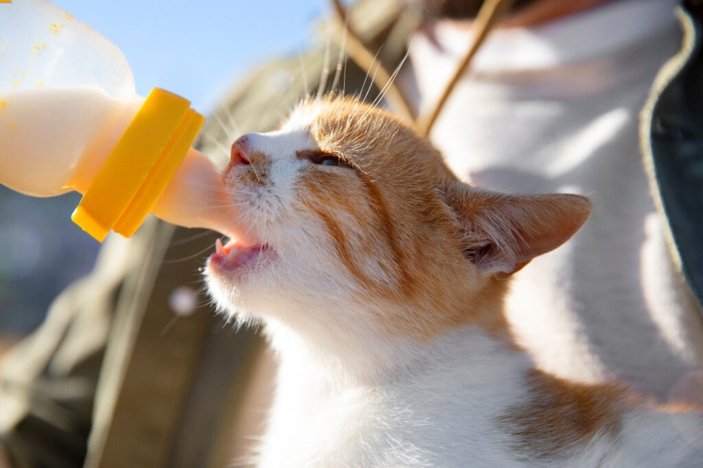 Susu Sapi untuk Kucing Bukan Kebiasaan Aman, Ini Risiko yang Sering Diabaikan
