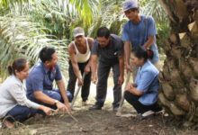 PalmCo Paling Aktif Dampingi PSR Nasional, Laju Peremajaan Sawit Rakyat Makin Terarah