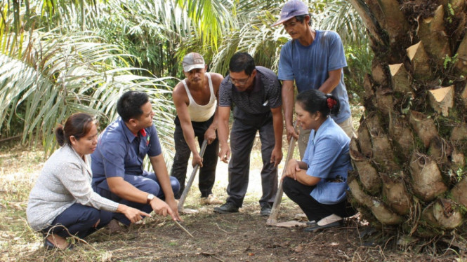 PalmCo Paling Aktif Dampingi PSR Nasional, Laju Peremajaan Sawit Rakyat Makin Terarah