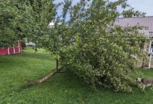 7 Pohon Buah Berakar Kuat yang Lebih Aman untuk Pekarangan Saat Angin Kencang