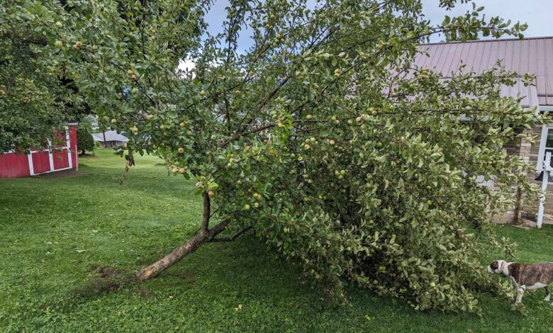 7 Pohon Buah Berakar Kuat yang Lebih Aman untuk Pekarangan Saat Angin Kencang