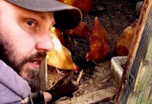 5 Cara Bikin Silase Murah untuk Ayam Kampung, Nutrisi Tetap Terjaga