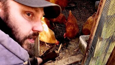 5 Cara Bikin Silase Murah untuk Ayam Kampung, Nutrisi Tetap Terjaga