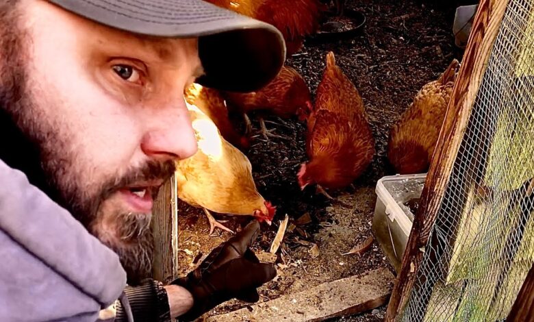 5 Cara Bikin Silase Murah untuk Ayam Kampung, Nutrisi Tetap Terjaga