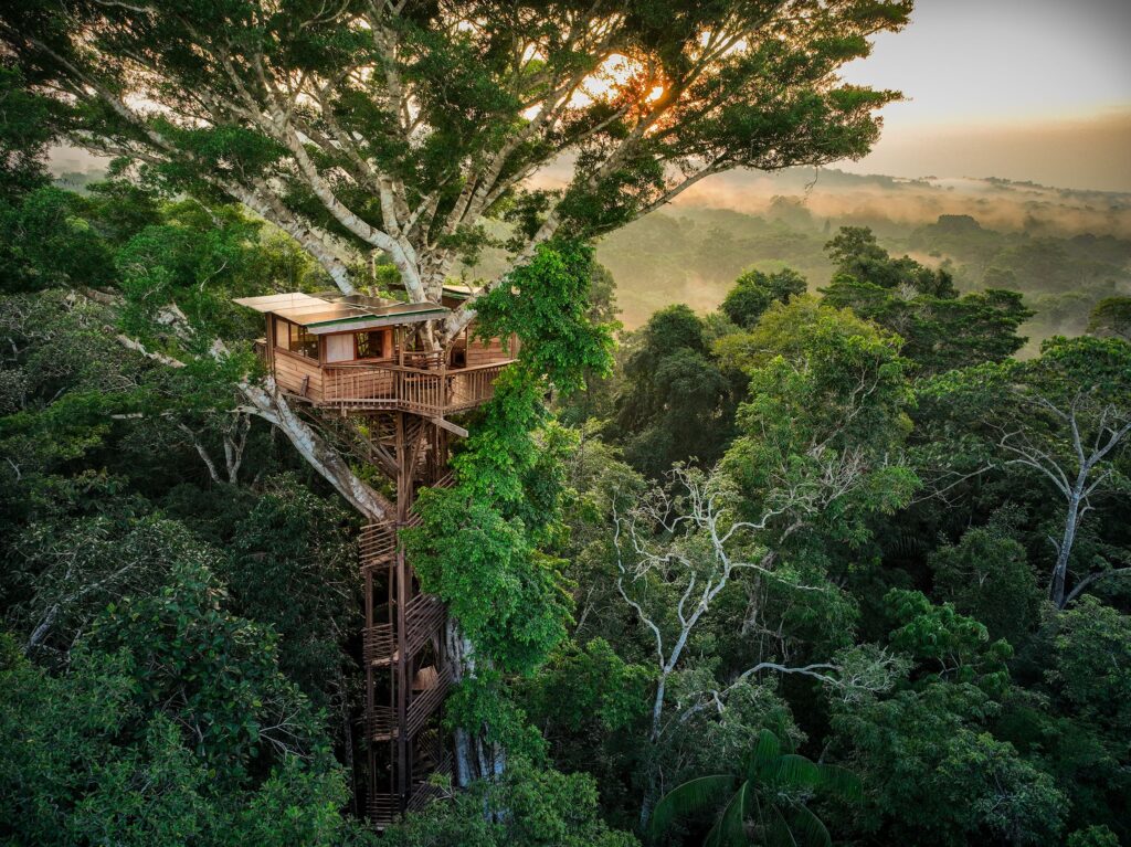 Pedang Langit Ternyata Menyimpan Hutan Karbon Terpadat, Begini Temuan di Taiwan