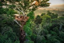 Pedang Langit Ternyata Menyimpan Hutan Karbon Terpadat, Begini Temuan di Taiwan