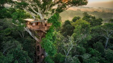 Pedang Langit Ternyata Menyimpan Hutan Karbon Terpadat, Begini Temuan di Taiwan