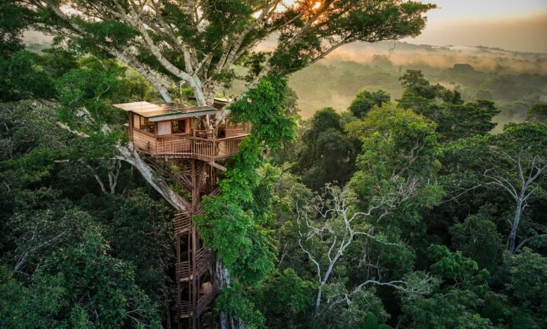 Pedang Langit Ternyata Menyimpan Hutan Karbon Terpadat, Begini Temuan di Taiwan