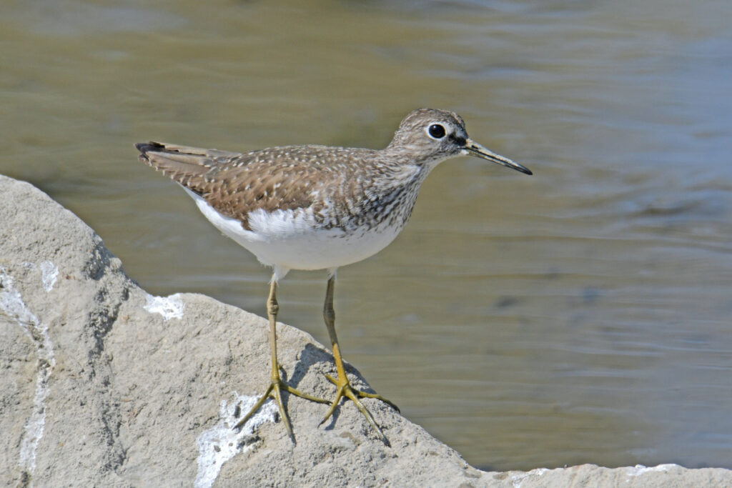 Solitary Sandpiper Mengejutkan, Burung Pantai Ini Bertelur di Pohon dan Migrasi Sendiri