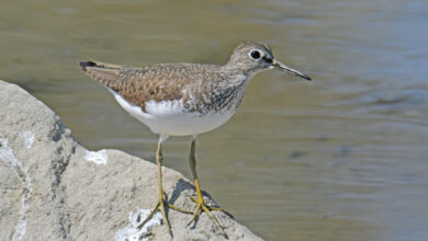 Solitary Sandpiper Mengejutkan, Burung Pantai Ini Bertelur di Pohon dan Migrasi Sendiri