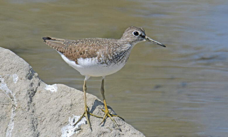 Solitary Sandpiper Mengejutkan, Burung Pantai Ini Bertelur di Pohon dan Migrasi Sendiri