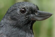 Burung Ini Sempat Disangka Hilang 20 Tahun, Kini Jadi Simbol Rapuhnya Hutan Kolombia