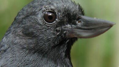 Burung Ini Sempat Disangka Hilang 20 Tahun, Kini Jadi Simbol Rapuhnya Hutan Kolombia