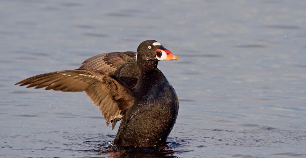 Surf Scoter Rela Terhenti Terbang Demi Ganti Bulu, Ini Adaptasi Paling Ekstremnya