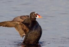 Surf Scoter Rela Terhenti Terbang Demi Ganti Bulu, Ini Adaptasi Paling Ekstremnya