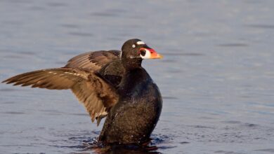 Surf Scoter Rela Terhenti Terbang Demi Ganti Bulu, Ini Adaptasi Paling Ekstremnya