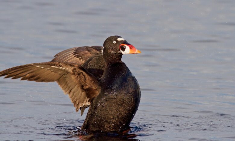 Surf Scoter Rela Terhenti Terbang Demi Ganti Bulu, Ini Adaptasi Paling Ekstremnya