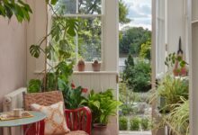 5 Tanaman Indoor yang Bikin Rumah Terasa Lebih Tenang dan Penuh Keberuntungan