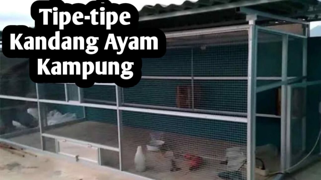 Kandang Ayam Rumahan Bisa Tetap Bau, Masalahnya Sering Ada di Desain Awal