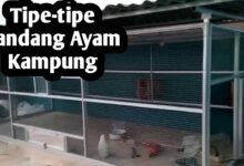 Kandang Ayam Rumahan Bisa Tetap Bau, Masalahnya Sering Ada di Desain Awal
