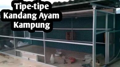 Kandang Ayam Rumahan Bisa Tetap Bau, Masalahnya Sering Ada di Desain Awal