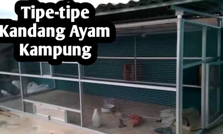 Kandang Ayam Rumahan Bisa Tetap Bau, Masalahnya Sering Ada di Desain Awal