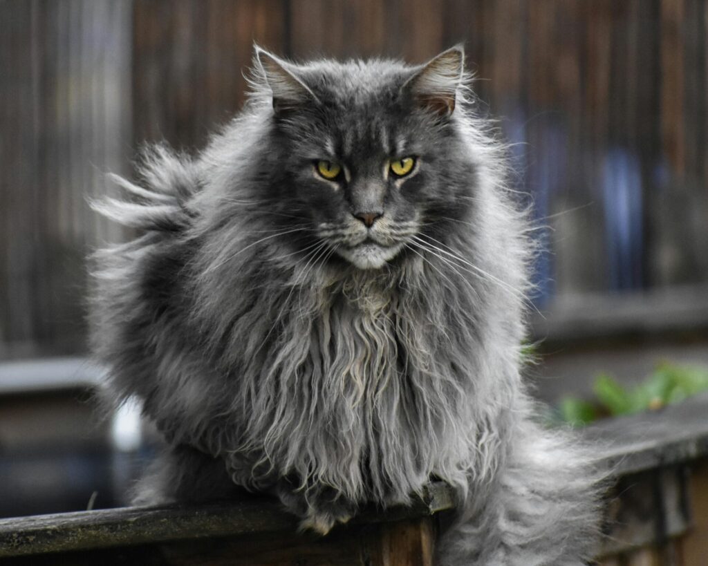 Maine Coon Ternyata Rentan Penyakit Genetik, Pesonanya Dibayar Mahal