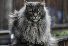 Maine Coon Ternyata Rentan Penyakit Genetik, Pesonanya Dibayar Mahal