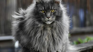 Maine Coon Ternyata Rentan Penyakit Genetik, Pesonanya Dibayar Mahal