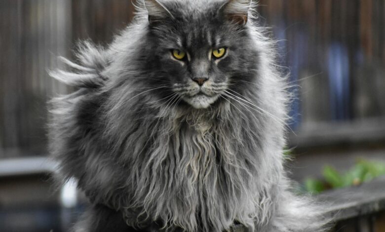 Maine Coon Ternyata Rentan Penyakit Genetik, Pesonanya Dibayar Mahal