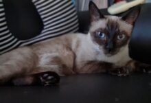 6 Fakta Kucing Siam, Bulu Bisa Berubah Warna Saat Suhu Turun