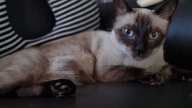 6 Fakta Kucing Siam, Bulu Bisa Berubah Warna Saat Suhu Turun