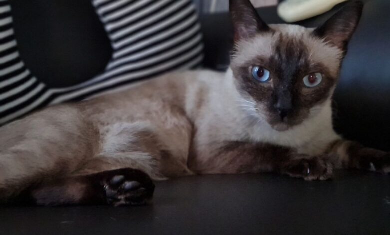 6 Fakta Kucing Siam, Bulu Bisa Berubah Warna Saat Suhu Turun