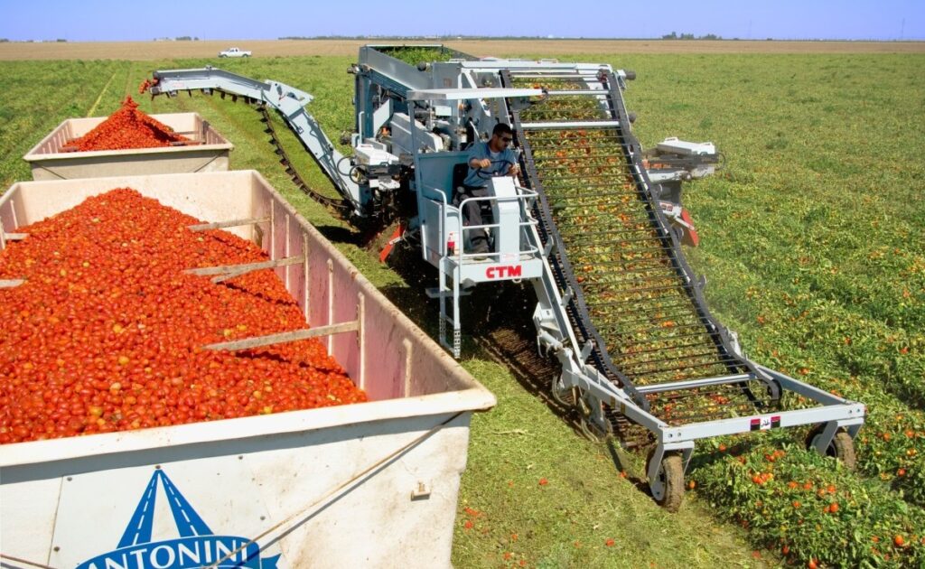 Tomat Monokultur Masih Bisa Untung Saat Harga Normal, Begini Cara Petani Menekan Biaya