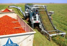 Tomat Monokultur Masih Bisa Untung Saat Harga Normal, Begini Cara Petani Menekan Biaya