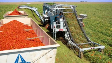 Tomat Monokultur Masih Bisa Untung Saat Harga Normal, Begini Cara Petani Menekan Biaya