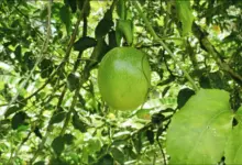 9 Pohon Buah Ini Lebih Aman Dekat Sumur, Akar Tidak Mudah Merusak Struktur