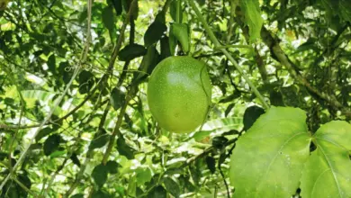 9 Pohon Buah Ini Lebih Aman Dekat Sumur, Akar Tidak Mudah Merusak Struktur
