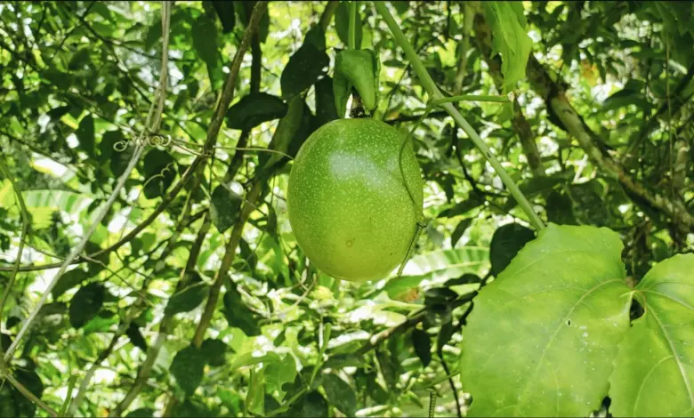 9 Pohon Buah Ini Lebih Aman Dekat Sumur, Akar Tidak Mudah Merusak Struktur