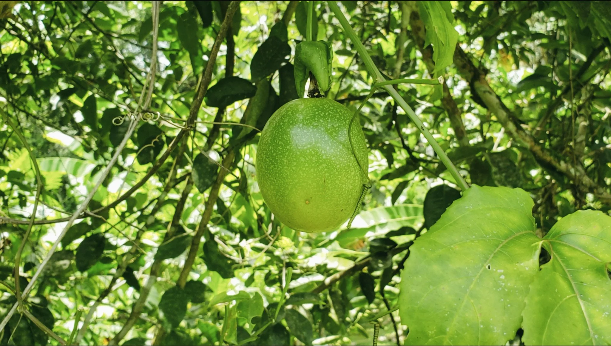 9 Pohon Buah Ini Lebih Aman Dekat Sumur, Akar Tidak Mudah Merusak Struktur