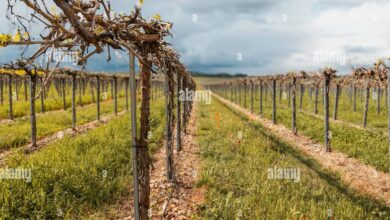 Prompt Gemini AI Ini Bikin Foto Kebun Anggur Terlihat Dramatis Tanpa Kesannya Buatan