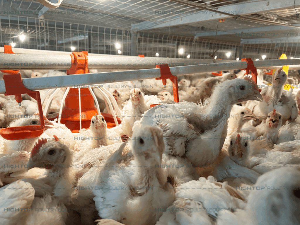 Peternak Broiler Terjepit Harga Kandang, Kerugian Bisa Tembus Ratusan Juta Rupiah