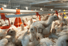 Peternak Broiler Terjepit Harga Kandang, Kerugian Bisa Tembus Ratusan Juta Rupiah