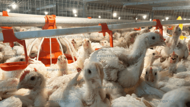Peternak Broiler Terjepit Harga Kandang, Kerugian Bisa Tembus Ratusan Juta Rupiah
