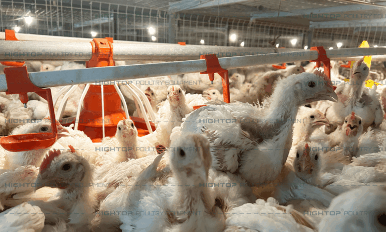 Peternak Broiler Terjepit Harga Kandang, Kerugian Bisa Tembus Ratusan Juta Rupiah