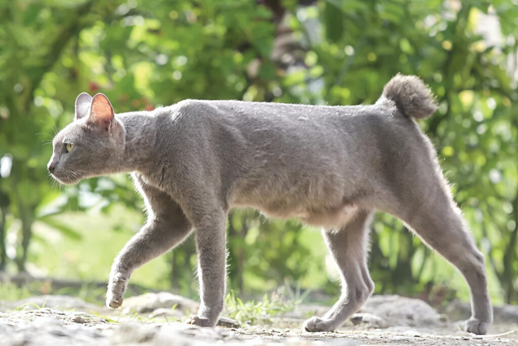 Busok Raas Diakui Dunia, Wajah Juteknya Ternyata Menyimpan Banyak Kisah